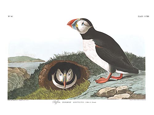 Atlantic Puffin